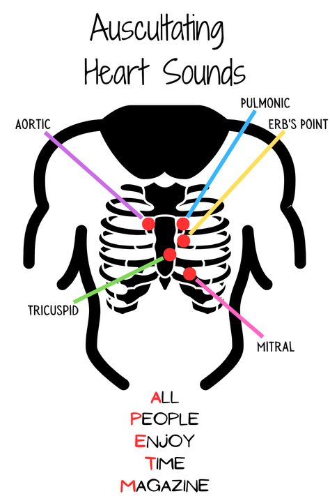 Auscultating Heart Sounds, Heart Sounds, Heart Valves, Nursing School Notes, Time Magazine, School Notes, Nursing School, Study Guide, Nursing