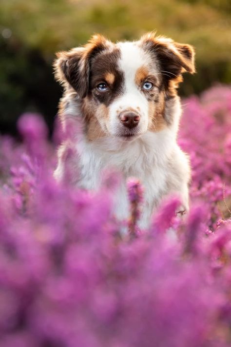 DOGS PHOTOGRAPHY | Cirilla ♥️ mini american shepherd | Facebook Mini Shepard Dog, Shepard Mix Dogs, American Shepherd Miniature, Caucasion Shepherds, Anatolian Shepherd Brindle, American Shepherd, Dog Photography, Dogs, Photography