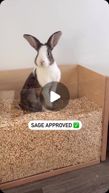 Victoria Raechel 🐾 on Instagram: "Sage has found a new love for digging 🤩 

to answer any questions: this is a dig box I made myself just with some aspen wood and plexiglass! 

we use the @livingworldgreen ultra comfort aspen chips 💚 I find it very light and nice to dig in and because it’s a different substrate than what is in their litter box they don’t have accidents in it! Just pure digging fun! 

#rabbitsofinstagram #dutchbunny #rabbitdigbox #bunny🐰" Bunny Corner Ideas, Victoria Raechel, Rabbitry Setup Ideas, Rabbit Enclosure, Indoor Rabbit, Bunny Treats, Aspen Wood, Diy Box, Litter Box