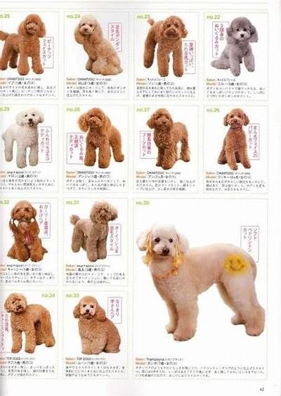 Image detail for -Share poodle Japanese Grooming, Toy Poodle Haircut, Goldendoodle Haircuts, Poodle Haircut Styles, Anjing Poodle, Goldendoodle Grooming, Theme Pics, Poodle Hair, Dog Grooming Styles