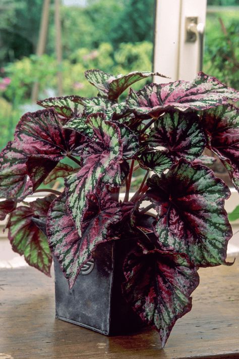 Begonia Leaves, Rex Begonias, Begonia Leaf, Best Bathroom Plants, Apple Plant, Rex Begonia, Types Of Houseplants, Popular House Plants, Iron Plant