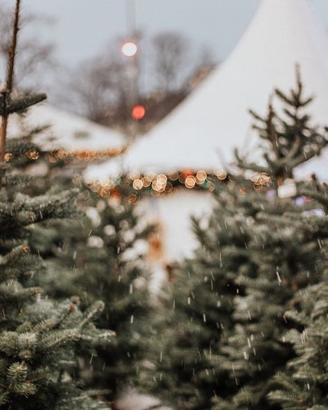 Silver Christmas Decorations, Christmas Time Is Here, Winter Magic, Tree Farm, Christmas Tree Farm, Winter Wonder, Silver Christmas, Merry Little Christmas, Christmas Mood