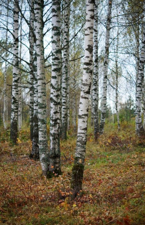 Birch Trees In Fall, Birch Trees Landscaping, Birch Tree Art, Aspen Trees, Autumn Scenes, Birch Trees, Birch Bark, Environment Design, Birch Tree