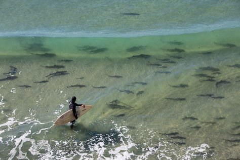 Photography by Shawn Parkin  ·   ·  Leopard Sharks in Southern California Shark Finning, Close Calls, Leopard Shark, Shark Bait, Surfer Magazine, Hang Ten, Surf Life, Shark Week, Great White Shark