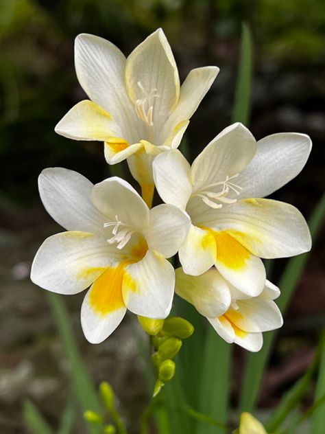 Freesia Flowers, Photos Flowers, Reference Pics, Drawing Flowers, Airbrush Art, Favorite Flowers, Beautiful Flowers Pictures, Flower Pictures, Amazing Flowers