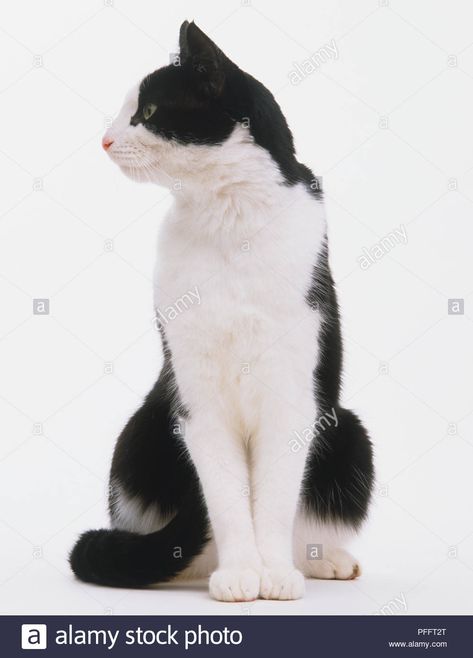 Download this stock image: BLACK AND WHITE CAT SITTING UP LOOKING TO THE SIDE - FRONT VIEW - PFFT2T from Alamy's library of millions of high resolution stock photos, illustrations and vectors. Cat Sitting Looking Up, Cat Face Side View, Cat Front View Drawing, Cat Head Side View, Cat Sitting Side View, Cat Looking Down, Cat Looking Up, Cat Looking To The Side, Cat Sitting Back View