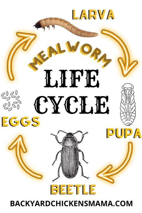 Step by step simple way to breed mealworms for your chickens, ducks, geckos, bearded dragon or lizards! Mealworms are a very tasty, nutritious treat for your pet, but can get very pricey buying at your local pet store. Instead, why not learn how to breed mealworms at home? Breeding your own mealworm farm is simple to do, inexpensive and can provide a never ending food supply for your pet. #breedingmealworms #mealwormbreedingsetup #howtobreedmealworms Breeding Mealworms, Mealworm Farming, Meal Worms Raising, Mealworm Farm, Raising Chickens 101, Molting Chickens, Chickens 101, Herbs For Chickens, Feeding Chickens