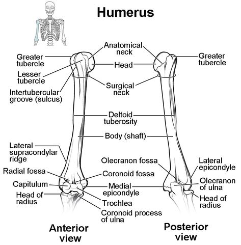 Humerus Anatomy, Limb Anatomy, Radiography Student, Upper Limb Anatomy, Muscular System Anatomy, What Is Intelligence, Bone Infection, Human Skeleton Anatomy, Radiology Student