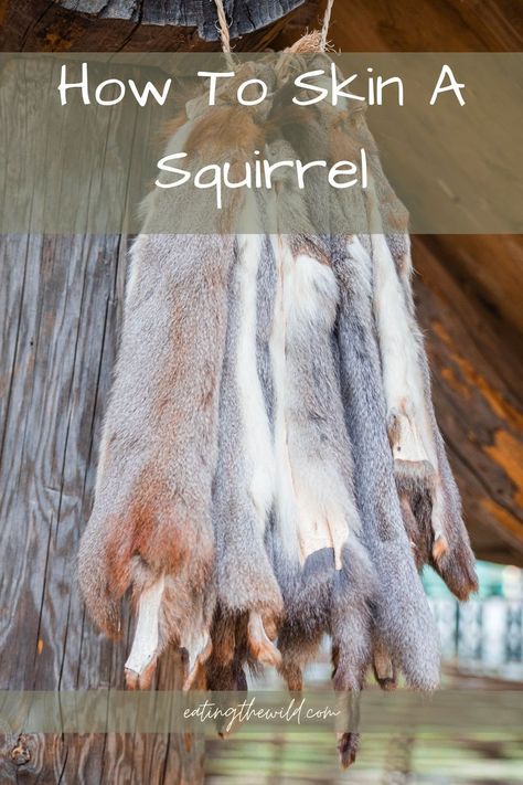 Did you know that there is more than one way to skin a squirrel? Read our post to find out which method will suit you best. How To Skin A Squirrel, Small Game Hunting, Field Dressing A Deer, Rabbit Tips, Get Rid Of Squirrels, Tanning Hides, Squirrel Food, Squirrel Hunting, Nomadic Life