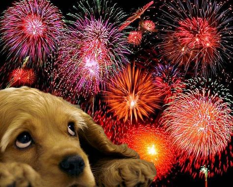 Fireworks, your fearful dog and essential oils — Natural Animals Natural Animals, Calm Dogs, Fireworks Display, American Kennel Club, Charles Bukowski, Pet Safety, Service Animal, Animal Friends, Pet Safe