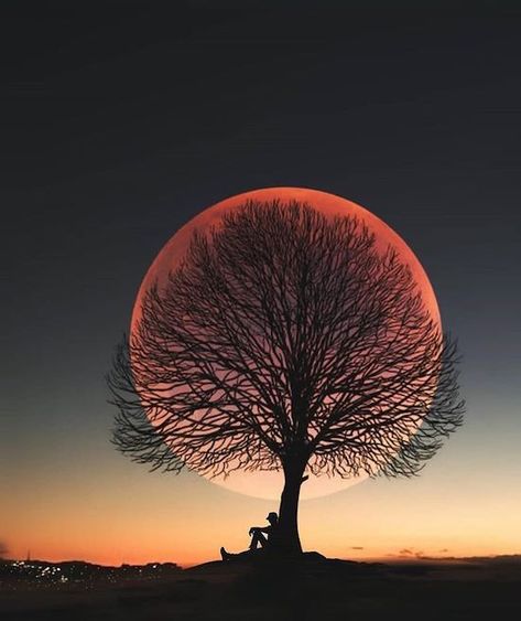 33 Freakin' Awesome Pics - Wow Gallery A Tree, The Sun, Sun, On Instagram, Instagram