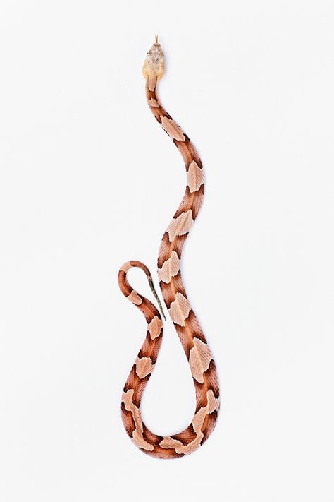 Copperhead – Agkistrodon contortrix – Fubiz™ Copperhead Snake Drawing, Copperhead Snake Tattoo, Copperhead Tattoo, Nc Tattoo, Poison Garden, Milk Snake, Colorful Snakes, Snake Drawing, Snake Tattoo Design