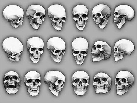 Skull Angles Skull Angles, Sideways Skull, Skull References, Skull Anatomy, Skull Reference, Skull Sketch, Skeleton Drawings, Skulls Drawing, Skull Artwork