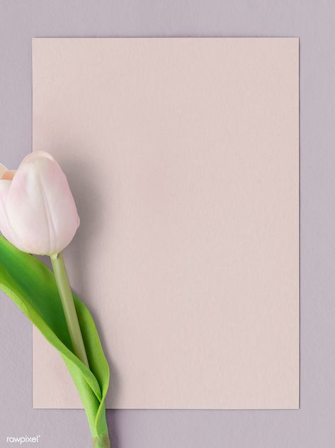 Download premium image of Fresh light pink tulip with blank card mockup by Ake about flyer, tulip, aerial, announcement and backdrop 1204372 Tulips Background, Blank Card Template, Flowers Board, Blank Image, Pink Glitter Background, Green Invitations, Background Design Vector, Floral Border Design, Paper Background Texture