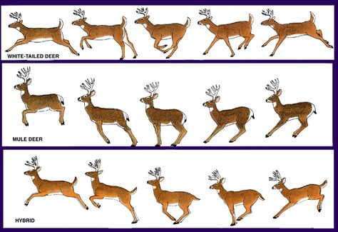 Deer Run Cycle, Deer Legs Reference, Deer Animation, Reindeer Running, How To Draw Deer, Draw Deer, Deer Reference, Running Drawing, Cartoon Deer