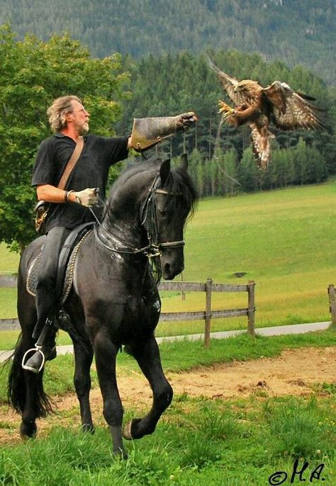 Horse rider an bird of pray - great picture. Friesian Horse, On Horseback, An Eagle, Black Horse, Pretty Horses, Horse Photography, Horse Love, Birds Of Prey, Horse Rider