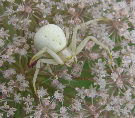 Crab Spider, White Spider, Crab, Tumblr, Flowers, White