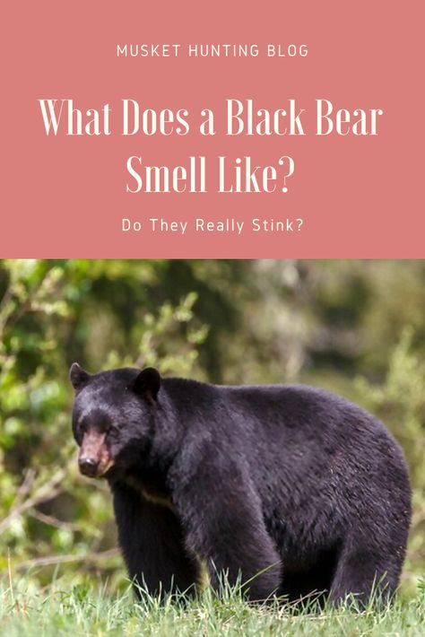 What does a black bear smell like? A lot of people comment about a gross odor from bears, but is that true? Learn more here! How To Deter Black Bears, Bear Repellent, Drawing Bears, Bear Hunting, A Lot Of People, Black Bear, A Black, Bears, Hunting