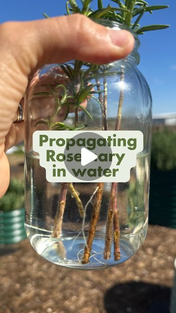 Vego Garden Academy on Instagram: "If you’ve had troubles propagating rosemary in soil (as we have), try this method! From the Vego Garden at @texasecofarms" Grow Rosemary From Clippings, Propagating Rosemary, How To Propagate Rosemary, Propagate Rosemary, Vego Garden, Growing Rosemary, Yard Project, Gardening Ideas, Rosemary