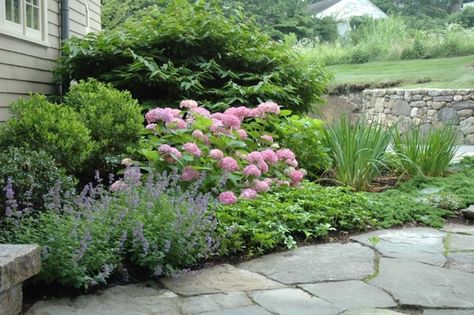 Landscape Design Ideas, Endless Summer Hydrangea, Landscape Gardening, Hydrangea Garden, Foundation Planting, Easy Landscaping, Planting Hydrangeas, Dry Creek, Traditional Landscape