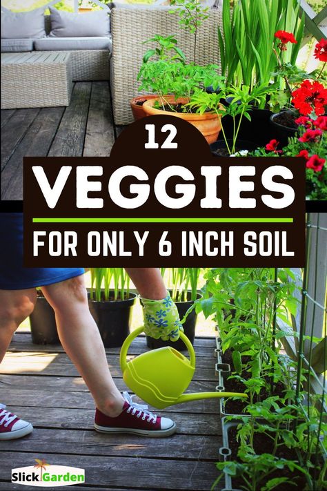 In this article, we are going to discuss with you those vegetables which can easily grow in 6 inches of soil. Make sure you choose suitable varieties according to the requirements of the vegetables. Vegetables You Can Grow In Pots, Vegetables You Can Grow From Scraps, Veggies In Pots, Growing Vegetables In Pots, Bucket Gardening, Garden Remedies, Small Vegetable Gardens, Vegetable Garden Diy, Indoor Vegetable Gardening