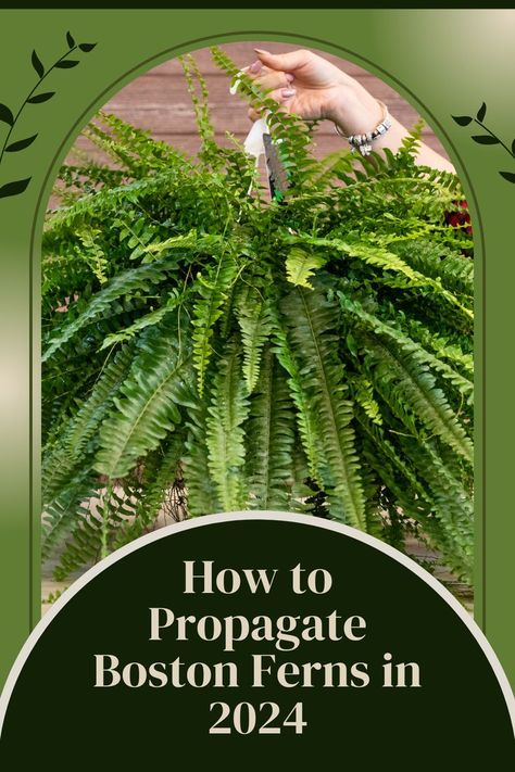 Learn how to propagate Boston Ferns with our comprehensive guide! 🌿 Whether you're a seasoned enthusiast or a beginner, these easy steps will help you grow thriving ferns through division and fern runners. Soon, your indoor haven or garden will be filled with lush Boston Ferns, creating a flourishing paradise. #BostonFerns #PlantPropagation #IndoorGardening 🌱💚 Boston Ferns Outdoor Front Porches, Propagating Ferns, Boston Fern Care, Ferns Care, How To Split, Root Structure, Boston Fern, Fern Plant, Propagating Plants