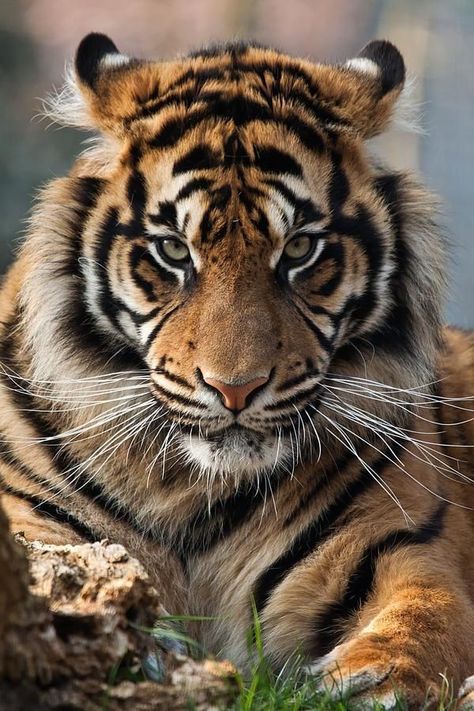 Sumatran Tiger, Deviantart