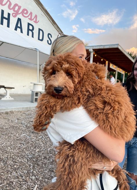 Brown Curly Puppy, Curly Dog Breeds, Mini Red Goldendoodle, Goldendoodle Curly Hair, Golden Poodle Puppy, Red Goldendoodle Full Grown, Mini Goldendoodle Aesthetic, Cute Hypoallergenic Dogs, Miniature Golden Doodle Puppy