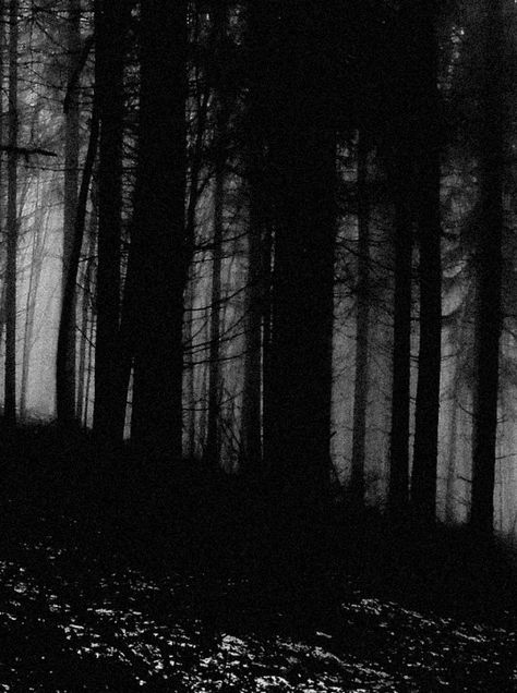 Scary Forest Aesthetic, Eerie Forest Aesthetic, Unsettling Forest, Black Metal Aesthetic Forest, Creepy Woods Dark Forest, Dark Photography, Dark Forest, Black Forest, Black Aesthetic