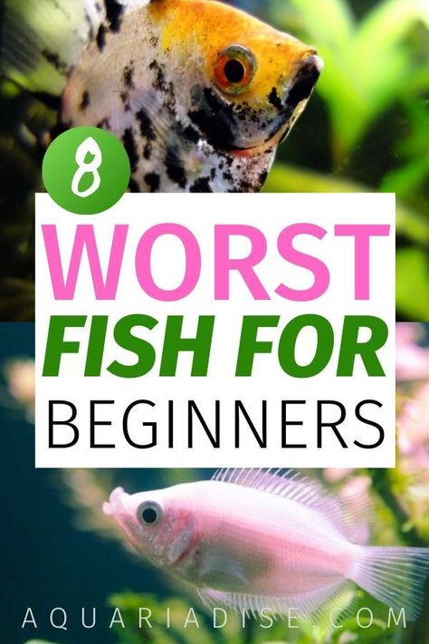 Popular pet store fish are often poor choices for beginners setting up an aquarium for the first time. See which 8 fish made the list for worst fish for beginners, and stock your aquarium responsibly. Fresh Water Fish For Aquariums, Small Fish Tank Ideas, Cute Fish Tank Ideas, Fish Aquarium Ideas, Saltwater Aquarium Beginner, Fish For Beginners, Best Aquarium Filter, Saltwater Aquarium Setup, Aquarium Tips