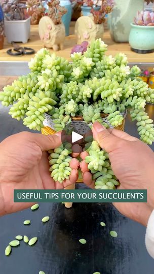 Propagate Succulents, Propagating Succulents, Helpful Hints, Canon, Plants