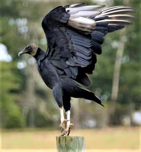 Black Vultures....Liftoff! Black Vulture Bird, Black Vulture Tattoo, Marvel Vulture, Vulture Illustration, Black Vultures, Vulture Marvel, Vulture Bird, Black Vulture, Bird Puppet