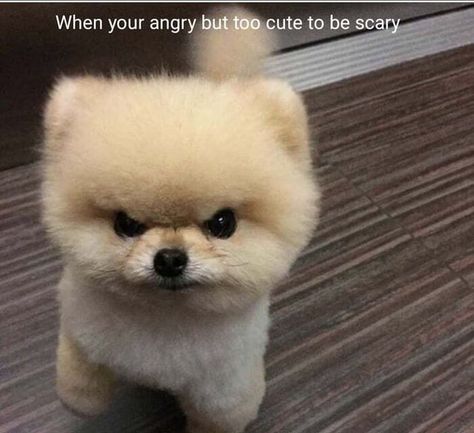 When Your Angry, Puppy Teacup, Pomeranian Puppy Teacup, Teacup Pomeranian, Go For A Walk, Pomeranian Puppy, Too Cute, Cute Dogs