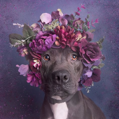 Sophie Gamand Photography is changing the perception of pit bulls with her Pitbull Flower Power project. (and it's too cute for words!) Pitbull Photography, Cat Embroidery, Pit Bull Love, Staffordshire Bull Terrier, Pit Bulls, Flower Crowns, Dog Photography, Dog Portraits, Beautiful Dogs