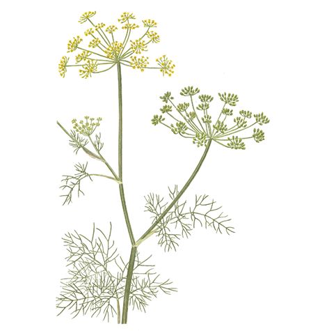 Illustrated Plants, Fennel Flower, Biology Drawing, Written On The Body, Grass Drawing, Plant Study, Botanical Artwork, Artistic Images, Nature Tattoos