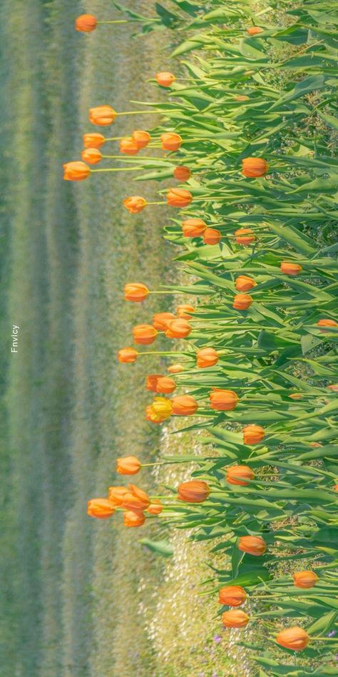 Orange Tulips, Cute Desktop Wallpaper, Tulip Fields, Nothing But Flowers, Spring Wallpaper, Orange Wallpaper, Laptop Wallpaper, Landscape Wallpaper, Nature Aesthetic