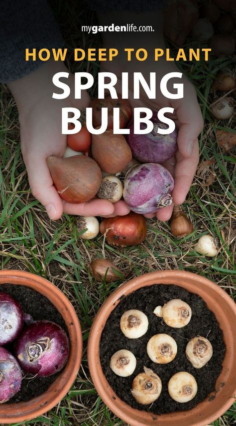 Wondering how deep to plant your spring flowering bulbs? This guide covers everything you need to know to ensure your tulip and other garden bulbs bloom beautifully. Learn the best practices for bulb planting in fall, including proper depth, soil preparation, and essential bulb care tips. Find more bulb planting tips and gardening inspiration at MyGardenLife.com. Spring Bulb Planting, Planting In Fall, How To Grow Tulips, Fall Bulb Planting, Grow Tulips, Planting Bulbs In Spring, Planting Chart, Bulb Planting, Growing Tulips