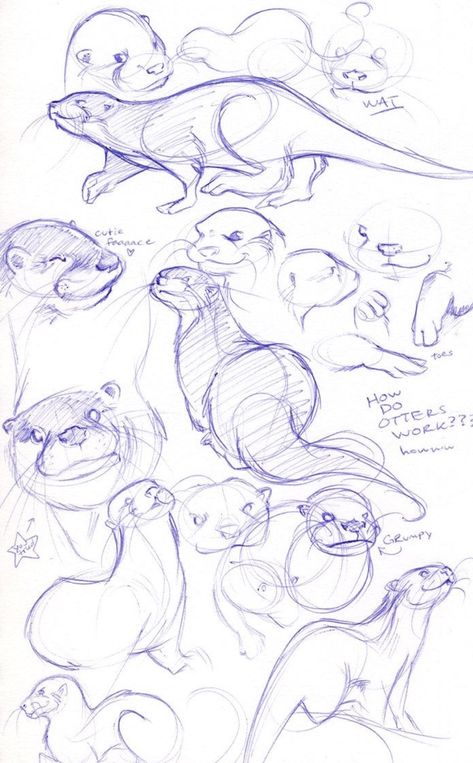 Otter Drawing, Animals Drawing, Animal Drawings Sketches, Animal Study, 캐릭터 드로잉, Arte Sketchbook, Anatomy Drawing, Animal Sketches, Drawing Tips