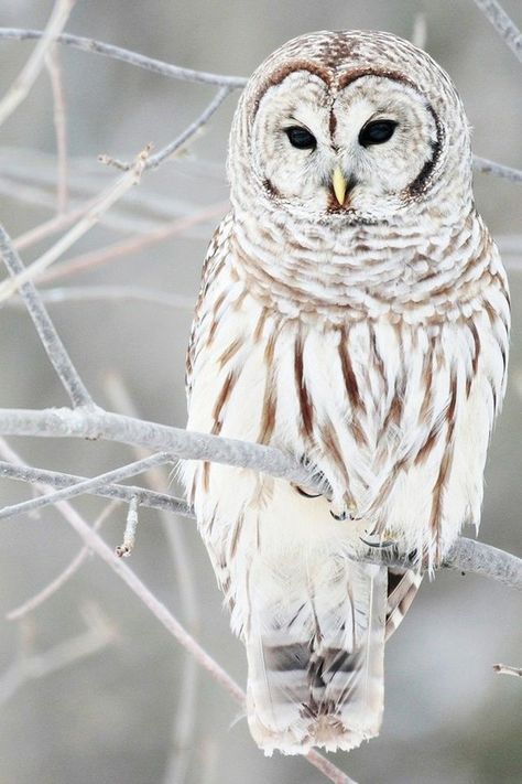 ✯ Owl Winters Wonderland ✯Winter Wedding. Sphere Impression. Art2Arrange weddingplanner. www.art2arrange.nl Winters Tafereel, Winter Owl, Snow Owl, Barred Owl, Beautiful Owl, White Owl, Animale Rare, Snowy Owl, Pretty Birds