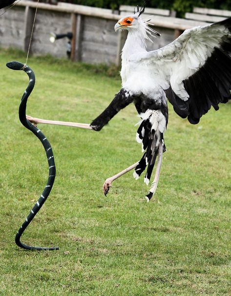 Secretary Bird, Animal Study, Bird Watcher, All Birds, Big Bird, Exotic Birds, Colorful Birds, Birds Of Prey, Bird Photography