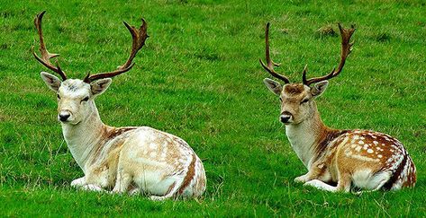 Contrast | These are two seperate deer sitting side by side.… | Flickr Deer Sitting, Sitting Side By Side, Wild Deer, Deer Pictures, Hippopotamus, Side By Side, Drawing People, Goats, Reindeer