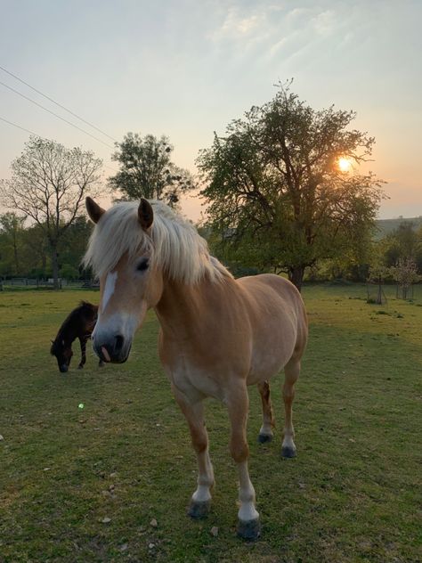 Cute Horse Pictures, Equestrian Aesthetic, Palomino Horse, Horse Aesthetic, All The Pretty Horses, Horse Equestrian, Equestrian Life, Cute Horses, Horse Life