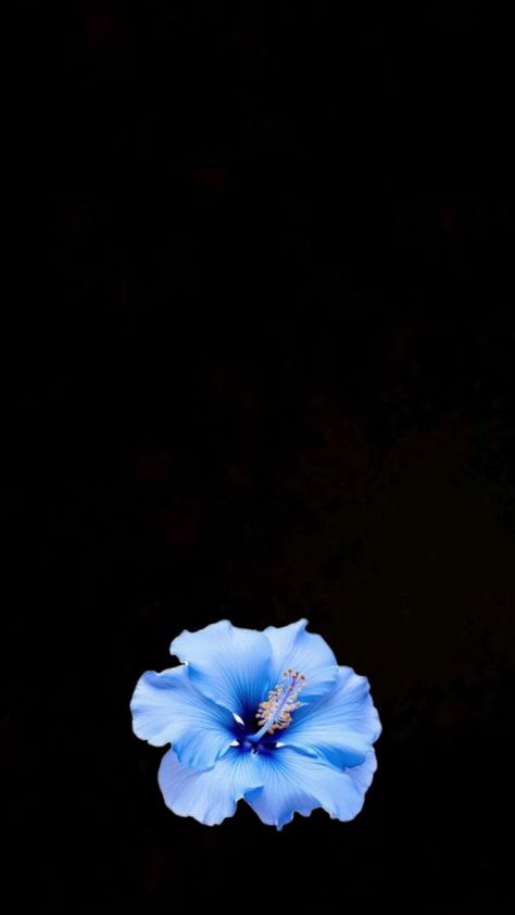 Blue Hibiscus Wallpaper, Couple Matching Wallpaper Aesthetic, Hibiscus Wallpaper, Anuel Aa Wallpaper, Blue Flower Wallpaper, Blue Hibiscus, Pink And Blue Flowers, Matching Wallpaper, Pink Wallpaper Iphone