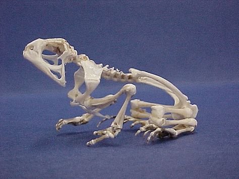 American Toad Skeleton by boneman_81, via Flickr American Toad, Frog Skeleton, Animal Skeletons, Animal Study, Skeleton Art, Animal Bones, Robin Williams, Toad, Art Techniques