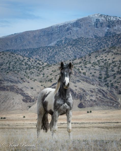 Wild Horses Mustangs, Mustang Horse, Horse Boarding, Wild Mustangs, Most Beautiful Horses, Majestic Horse, Horse Ranch, Horse Drawings, All The Pretty Horses