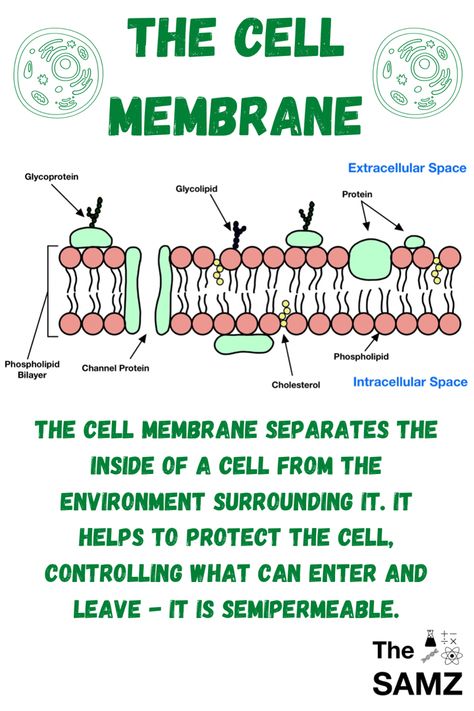 Fluid Mosaic Model Of Cell Membrane, Cell Membrane Model Projects, Cell Membrane Notes, Plasma Membrane Notes, Cell Membrane Drawing, Fluid Mosaic Model, Phospholipid Bilayer, Cell Membrane Transport, Cell Anatomy