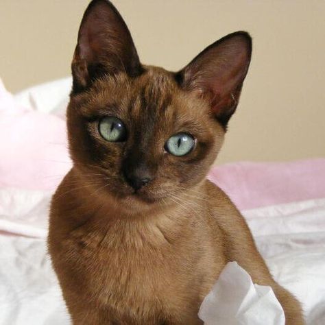 Patronus Tattoo, Outdoor Cat Run, Cat Brown, Tonkinese Cat, Tonkinese, Senior Cat, Cat Breed, Cats For Sale, Paws And Claws