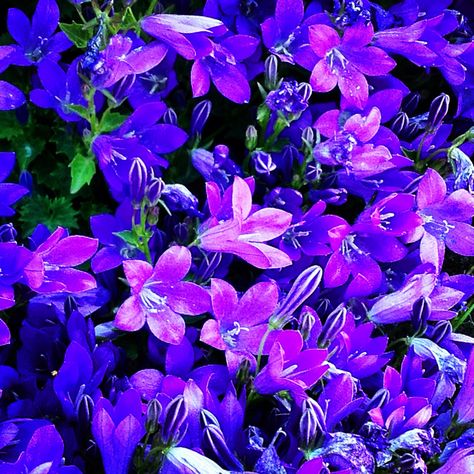 Beautiful Nothing But Flowers, Tree Photography, Pretty Plants, Purple Aesthetic, Blue Aesthetic, Pretty Flowers, In The Garden, Purple Flowers, Color Inspiration