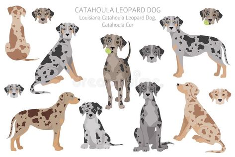 Catahoula Leopard Dog Drawing, Leopard Dog Catahoula, Catahoula Puppies, Indy Blue, Catahoula Leopard, Catahoula Leopard Dog, Leopard Dog, Canine Art, Pretty Animals