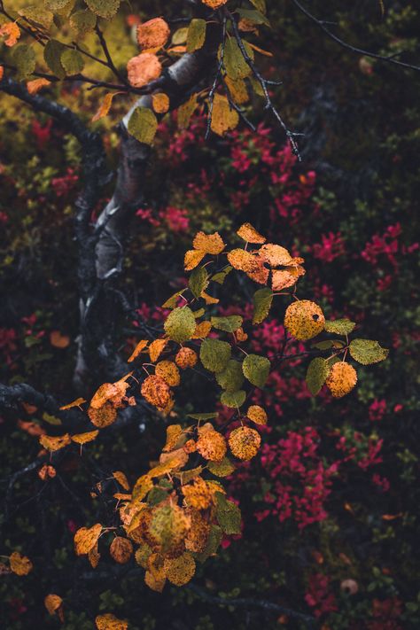 Yellow and Red Autumn Leaves Forest Colors, Norway Landscape, Forest Falls, Colors Of Autumn, Forest Color, Fine Art Landscape Photography, Forest Photos, Autumn Magic, Autumn Nature